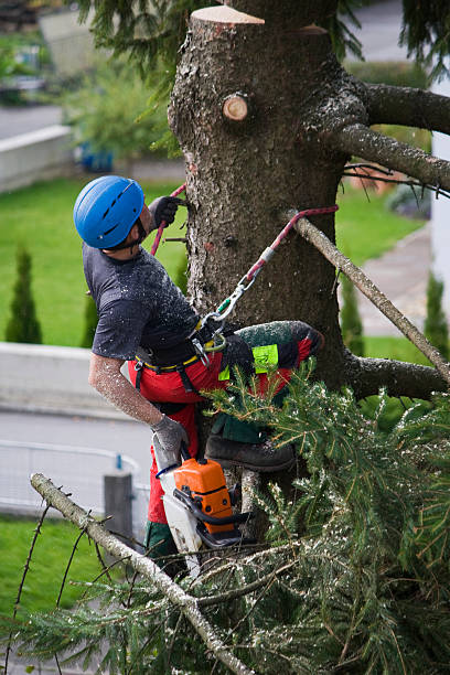 Reliable Manchaca, TX  Tree Services Solutions