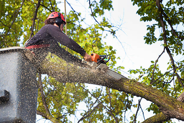 How Our Tree Care Process Works  in  Manchaca, TX